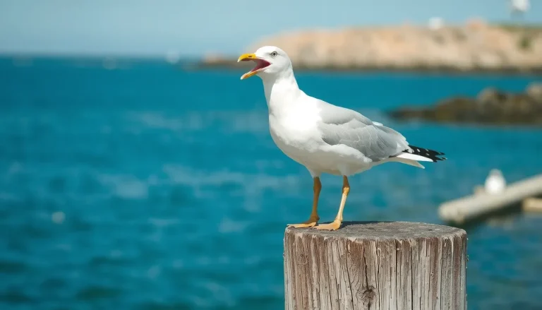 Comment s’appelle le cri de la mouette ? Sons, significations et différences avec le goéland